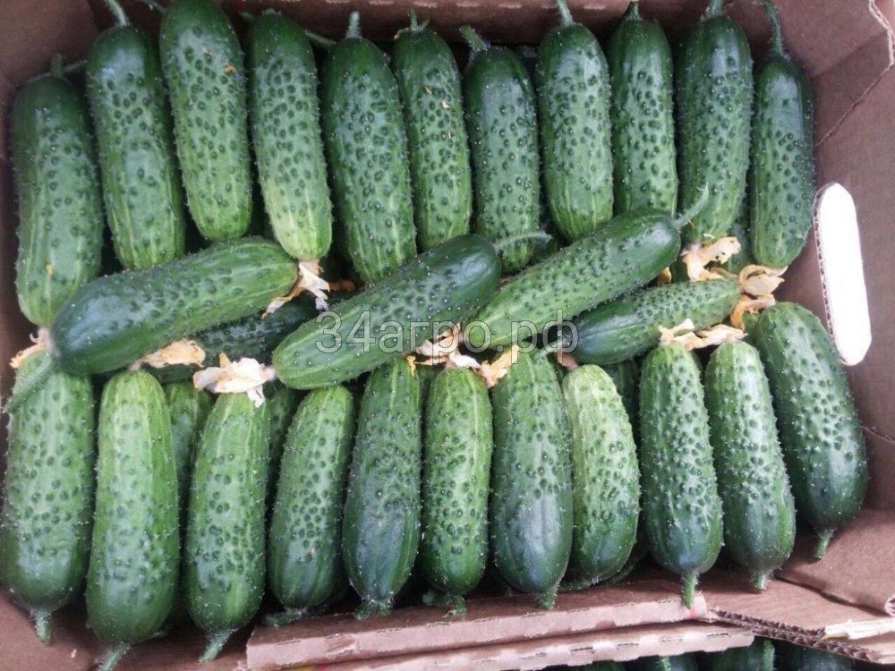 Огурец Артист F1 1000 семян