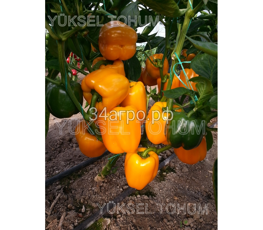 Перец сладкий Клементина F1 25 семян