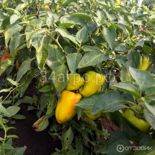 Перец сладкий Сластёна 10 гр