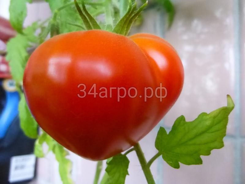 Томат Буденовка 5 гр