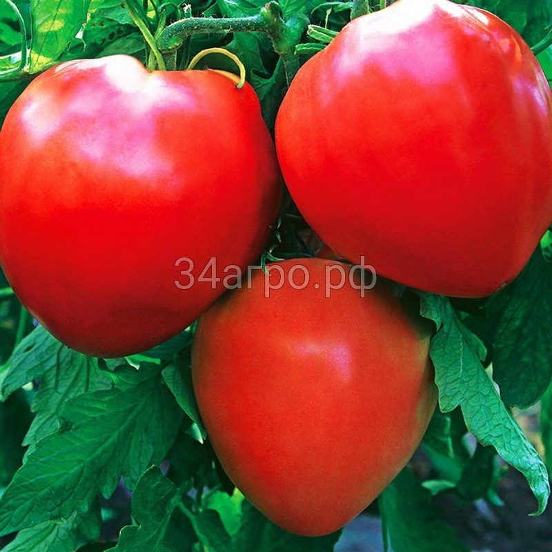 Томат Бычье сердце красное 100 гр