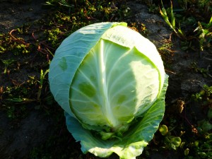 Капуста белокочанная KS 60 F1 100 семян