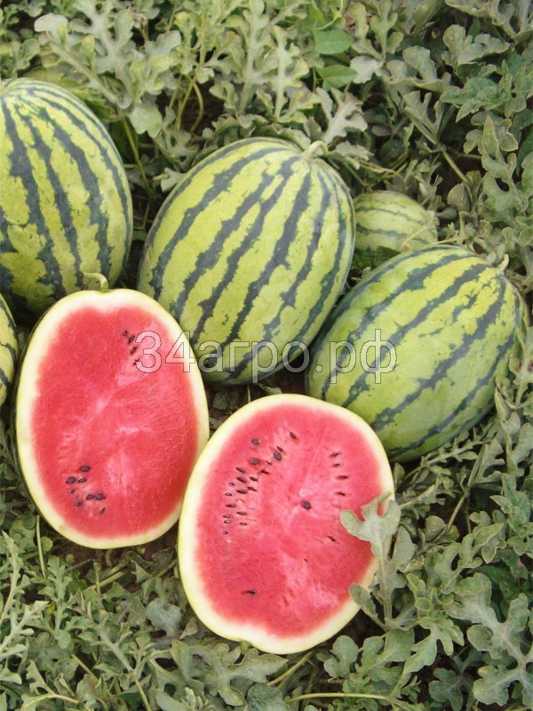 Арбуз Бедуин F1 10 семян