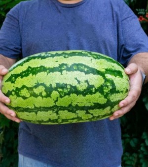 Арбуз ТамТам F1 10 семян