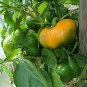 Перец Оранжевый Юбилейный 50 гр.