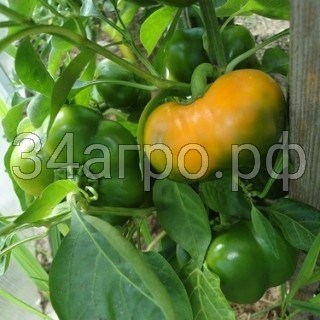 Перец Оранжевый Юбилейный 20 гр.
