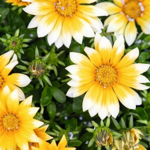 Газания Зени F1 Санни Сайд Ап 100 семян