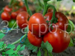 Томат Агилис F1 100 семян ENZA ZADEN