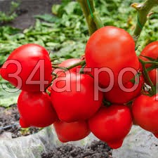 Томат Агилис F1 50 семян ENZA ZADEN