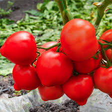 Томат Агилис F1 25 семян ENZA ZADEN