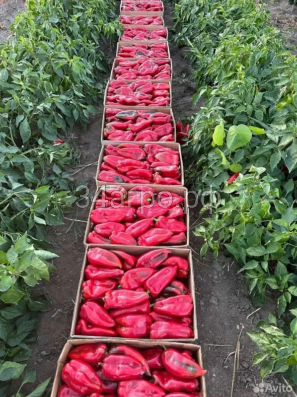 Перец Слоновье Ухо 1гр