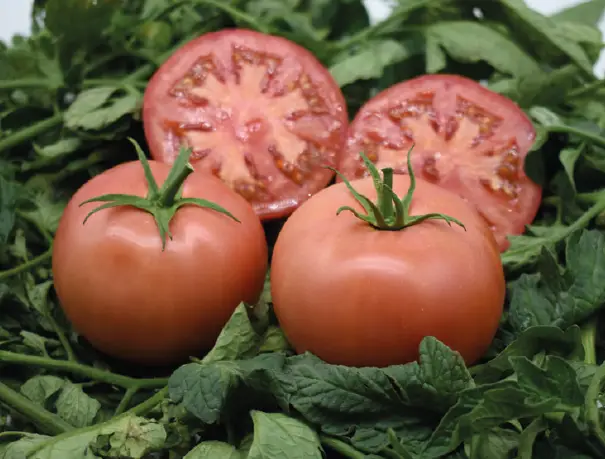 Томат Хандан F1 50 семян Argeto